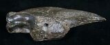 Fossil Giant Sloth Claw - Extremely Well Preserved #9353-5